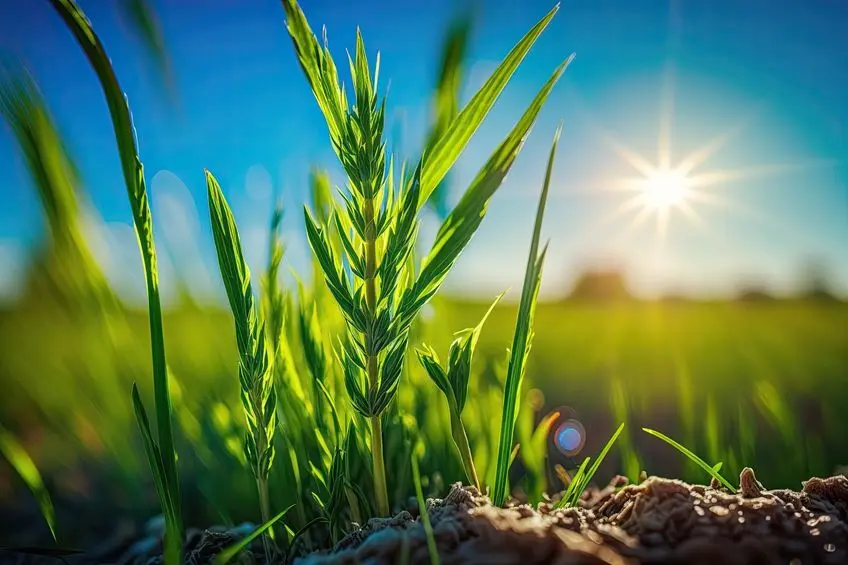 芽吹く若葉と光明