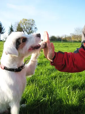 犬(ペット)へのレイキヒーリング