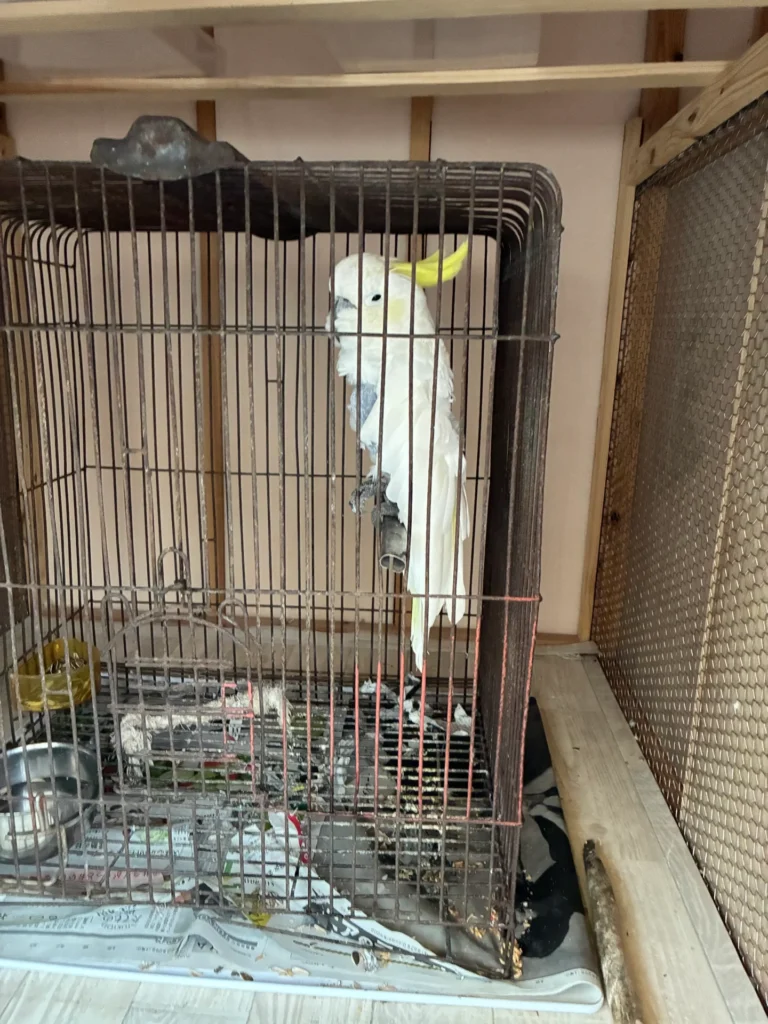 動物供養会のお寺で暮らすオウムのちーちゃん
